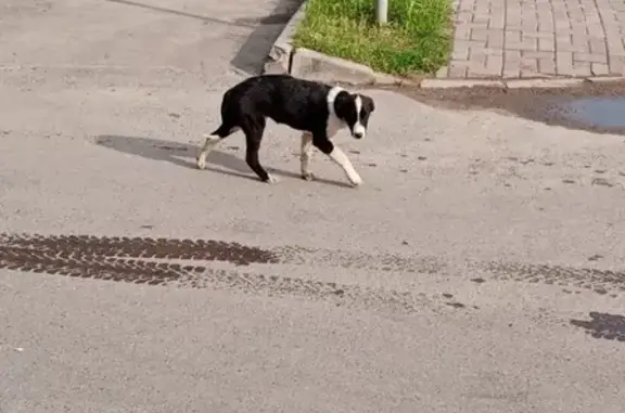 Найден щенок в Новой Москве