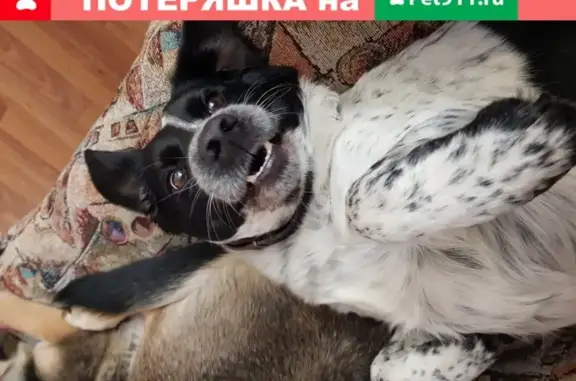 Пропала собака Русский спаниель в Новосибирске.