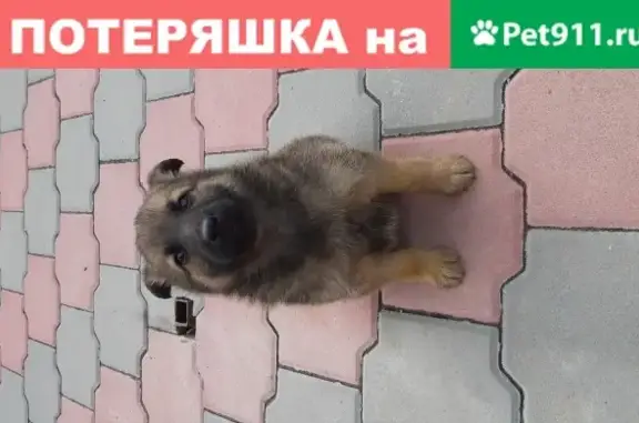 Пропала собака в Волжском, щенок 1,5 мес.