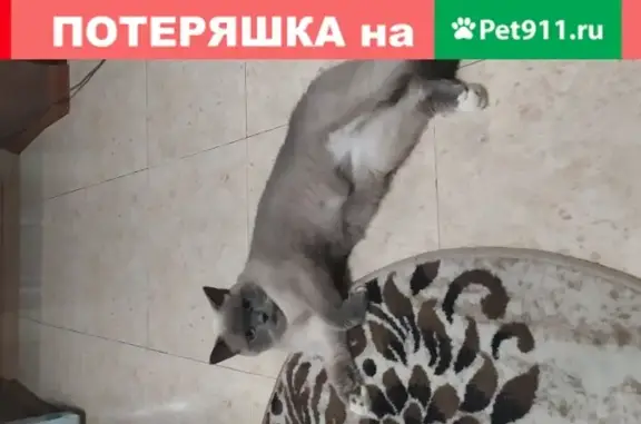 Пропала кошка Шотландская в Ставрополе