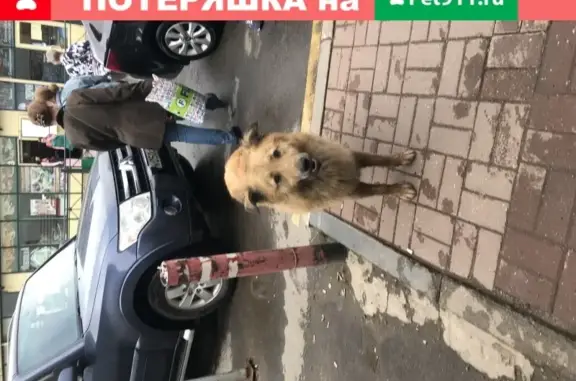Найдена собака на станции Ленинградского направления в Химках
