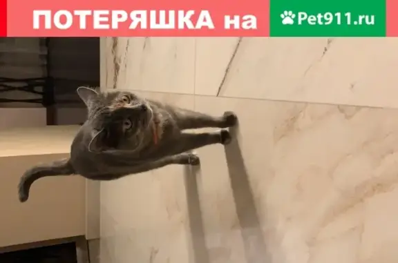 Пропала кошка Боня в Горках-8, Одинцово