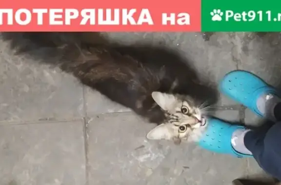 Найдена кошка в Ростове-на-Дону, пос. Фрунзе на ул. Гикало