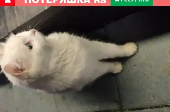 Найдена белая кошка на Братеевской улице