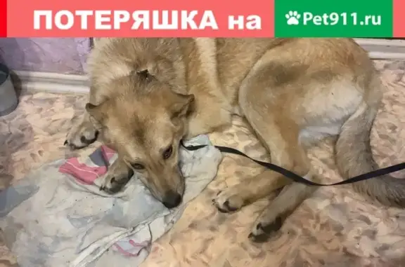 Найдена молодая собака-дворняжка на ул. Чкалова, Жуковский
