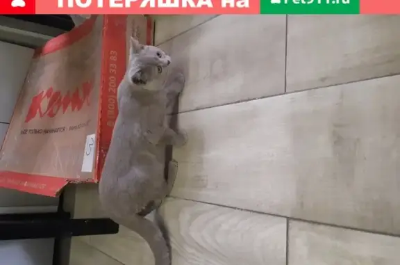 Найдена кошка в Красноярске: Британка или шотланка, возраст 5 мес