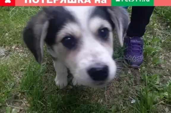 Найдена девочка-щенок на Красноярском Рабочем, 137