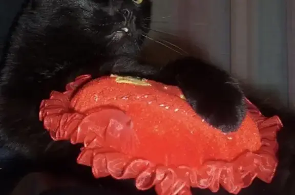 Кошки потеряшки, Набережные Челны, фото: Потеряшка кошка в дачном районе Восход 1 (Набережные Челны)