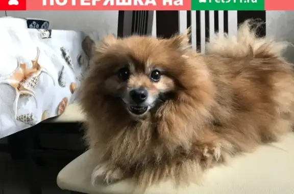 Найдена собака в Щёлково без чипа