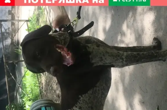 Собака Курцхаар найдена в Санкт-Петербурге без чипа