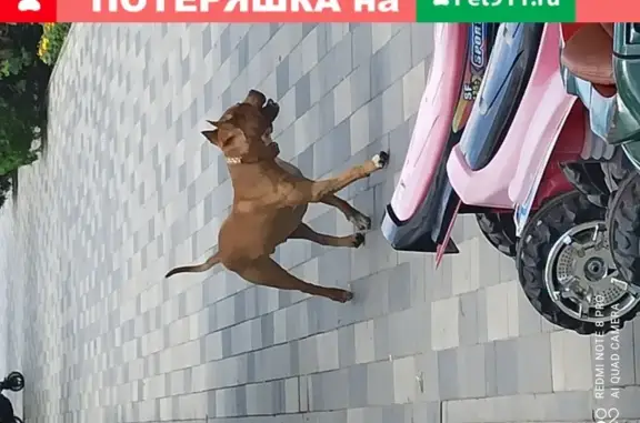 Найдена собака в парке Дружбы, Ростов-на-Дону
