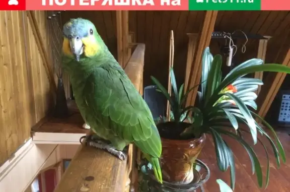 Пропал попугай Мироха в СНТ Дыбино, Новая Москва
