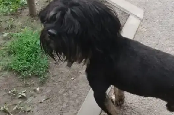 Найдена собака в Волгограде