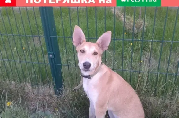 Найдена собака в Екатеринбурге, Эльмаш, ищет хозяина