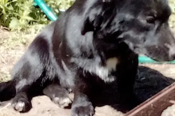Собака Черный с белой грудкой найдена в СНТ недалеко от Ногинска