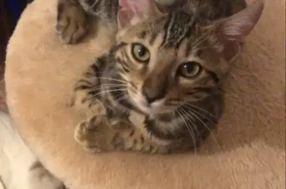 Потерянные животные Новосибирск, фото: Пропала кошка КЭШ в Новосибирске