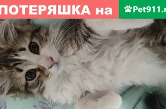 Найдена кошка в Румянцево, Москва 8.06.20