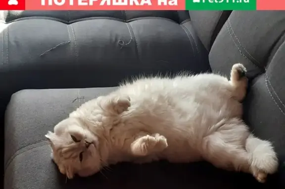 Кошки потеряшки, Рязань, фото: Потеряшка кошка на ул. Луговая, Рязань