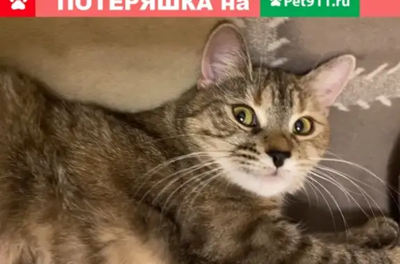Пропала кошка с шрамами и зеленкой в Тамбове