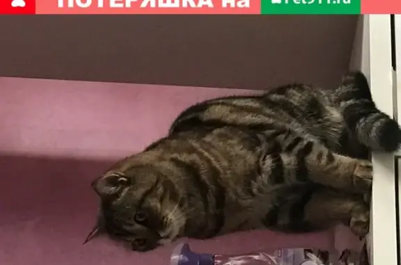 Кошка найдена на 9 этаже в Уфе