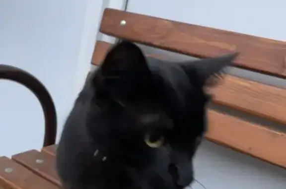 Найден чёрный кот с ошейником в Москве
