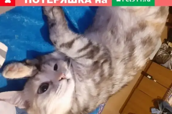 Пропала кошка Курочка, найдена в Ростове