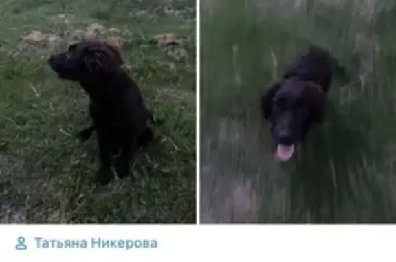 Собаки потеряшки, Калининград, фото: Потеряшка собака Тоттер на Физкультурной, Калининград