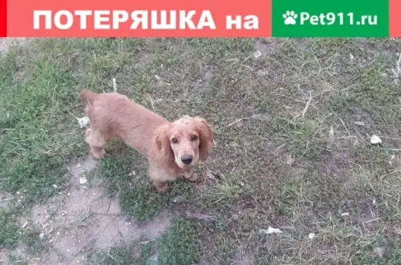 Пропала собака Чапа в Оренбургском районе на улице Магистральной, 47