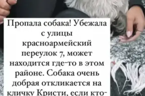 Собаки потеряшки, Ульяновск, фото: Потеряшка собака Кристи, Ульяновск, Красноармейский пер., 3