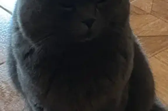 Кошки потеряшки, Казань, фото: Потеряшка серый кот в Казани, п. Петровский.