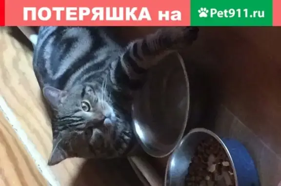 Пропал кот на улице Сибирской, 83 в Томске.