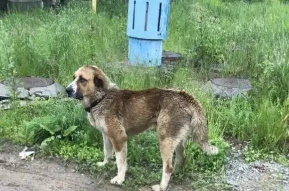 Найдена собака, Москва, фото: Собака в кожаном ошейнике найдена в Москве