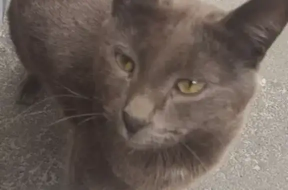 Найден котик на Республиканской, возраст 1-3 года, шоколадный окрас, желтые глаза.