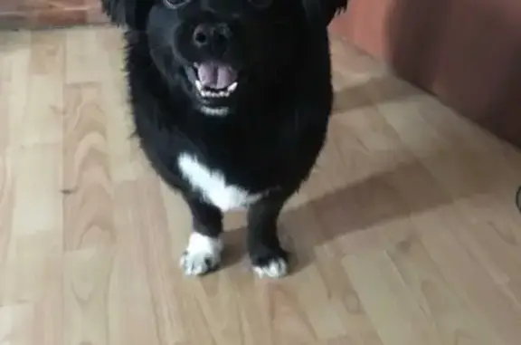 Потерянные животные Москва, фото: Пропала собака Пона в Москве