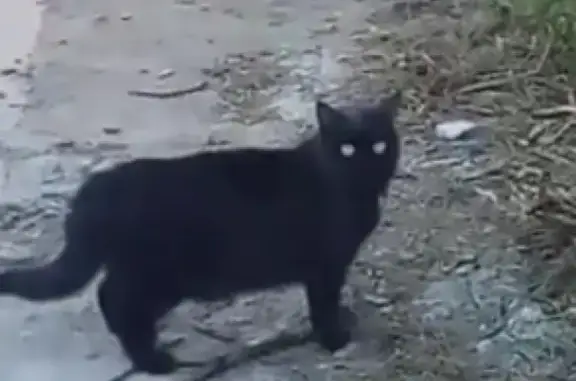 Потерянные животные Екатеринбург, фото: Пропала черная кошка с белым на грудке в Екатеринбурге.