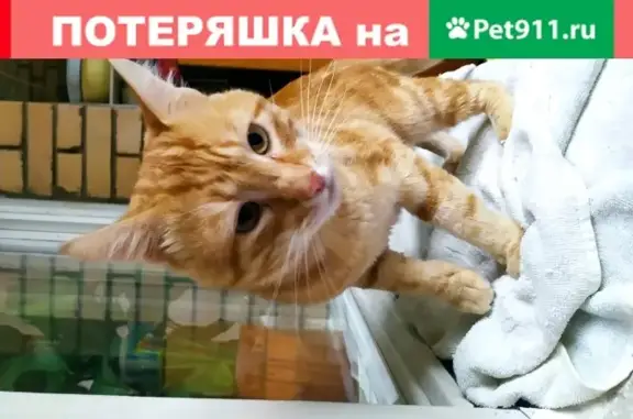 Найден рыжий кот на Дмитровском шоссе 137 кор 1!