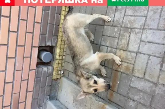 Собака найдена в посёлке Серебряный Бор в Томске.