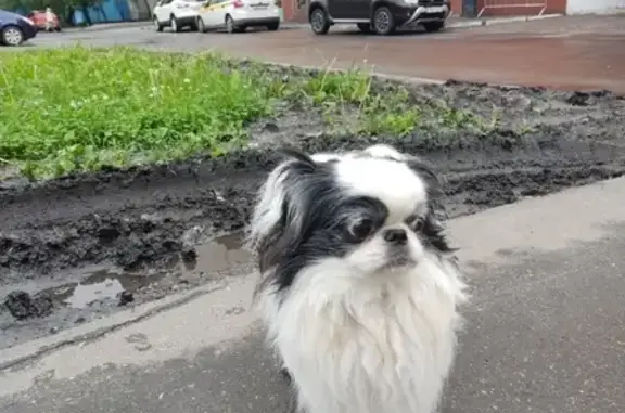 Найден пёс на Алтуфьевском шоссе 26Г, Москва