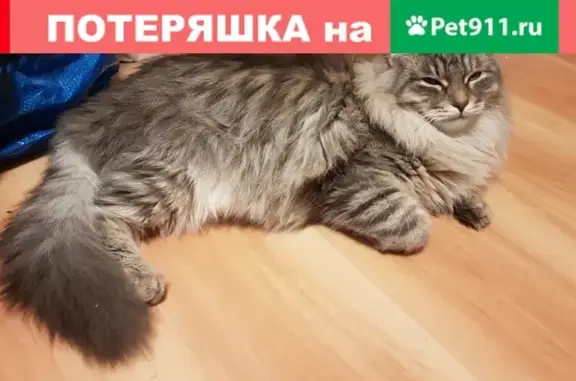 Пропала кошка на ул. Лавочкина, д.54, Москва