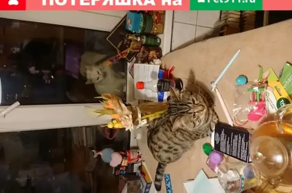 Пропала кошка Бэта в Москве