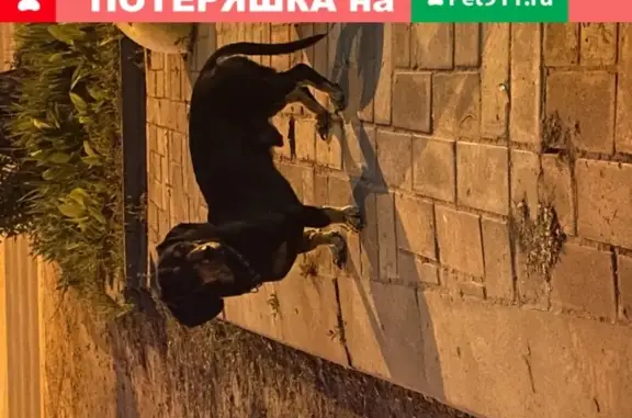 Собака Такса найдена на улице Колотилова.