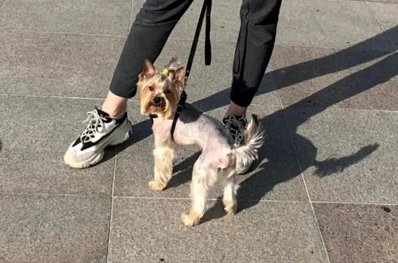 Собаки потеряшки, Санкт-Петербург, фото: Потеряшка собака в Московском районе СПб: Найк, йоркширский терьер, 11.06.21