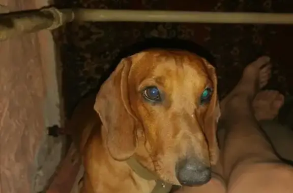 Собаки потеряшки, Орёл, фото: Потеряшка такса на Карачёвке, без ошейника