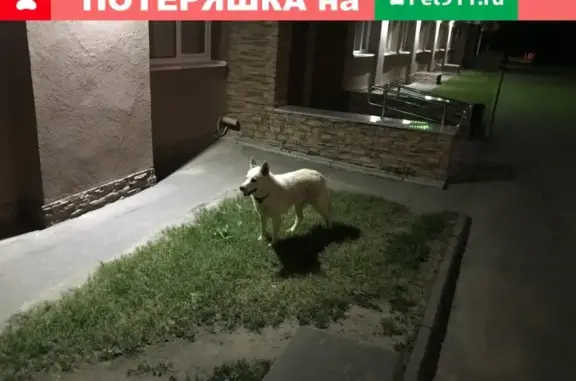Найдена собака возле остановки Академика Парина в Казани