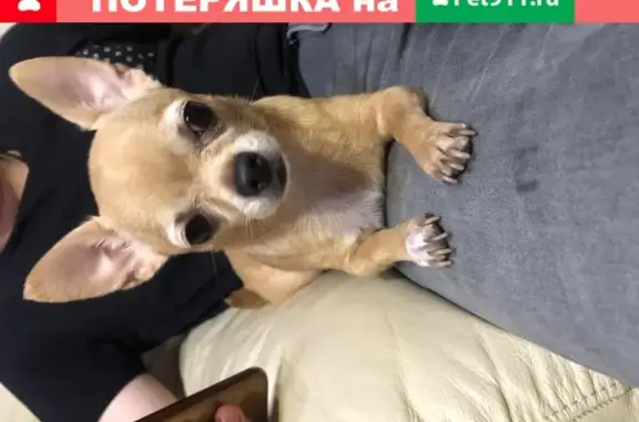 Собака найдена на улице Строкина