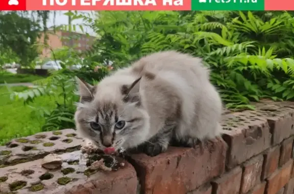 Найдена пушистая кошка в Иркутске-2 на Волгоградской улице