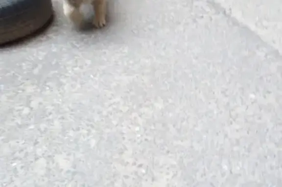 Найден щенок с ошейником в Казани