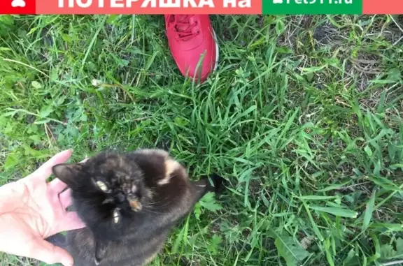 Найдена кошка в Первомайском районе, ищем хозяев.