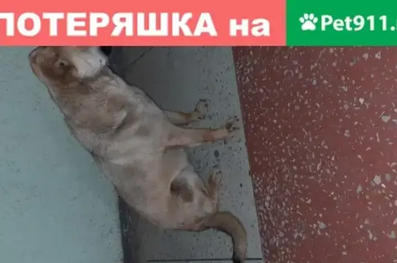 Собака найдена на ул. Паскаля, 27.