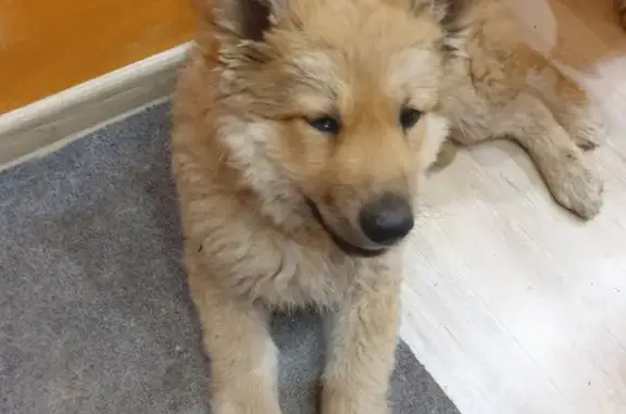 Найдена собака у метро Северный вокзал, Казань